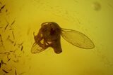 Detailed Fossil Flies (Diptera) In Baltic Amber #183530-1